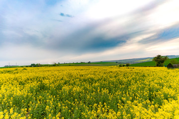 Obraz premium yellow field of oilseed rape with amazing sky