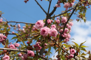 Sakura blossomed on a sunny spring day