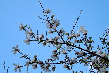 branch of a tree