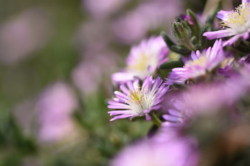 flower in the garden