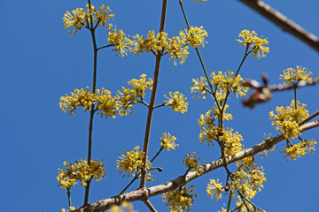 Kornelkirschen-Blüte