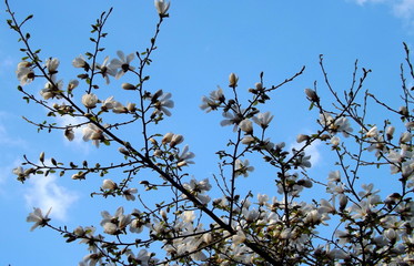 birds on a tree