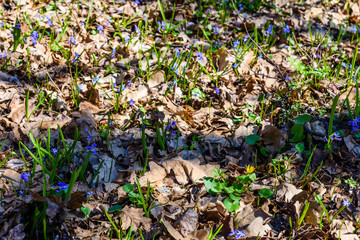 Blue scilla flowers in the forest on spring