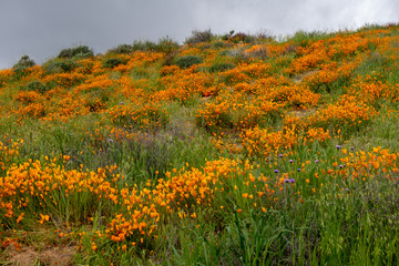 California golden poppies growing in Walker Canyon during a superbloom spring year