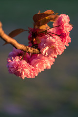 Pink cherry blossoms on a tree branch