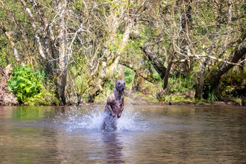 Brindled whippet playing in a river