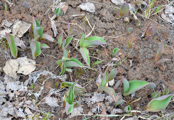 green shoots of Tulip flowers in the garden in spring