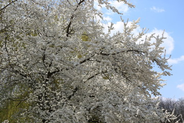 Fruit tree bloomed in white fragrant flowers in spring