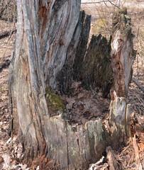 rotten stump left from the tree in the forest in the spring
