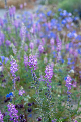Desert Lupine (Lupinus sparsiflorus) in full bloom in Joshua Tree National Park. This flower is native to California