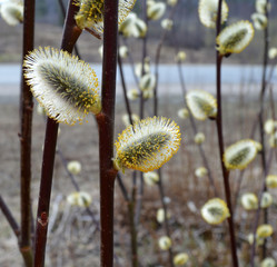 yellow willow buds in the spring in the forest © Елена Пахмутова