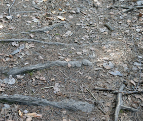 forest road and wooden tree roots in the forest