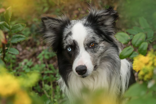 Border collie dog with mahonia branches