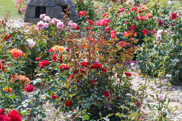 Multicolored roses on a bed in the garden, a delightful bloom.