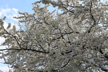 Fruit tree bloomed in white fragrant flowers in spring