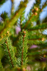 Fototapeta premium green branch of a tree
