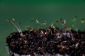 green sprouts growing out from soil