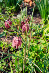 Snakes head fritillary (Fritillaria meleagris) in a garden