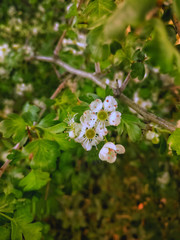 Flower in tree