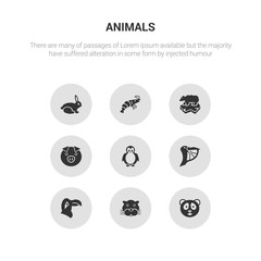 9 round vector icons such as panda bear, panther, parrot, pelican, penguin contains pig, polar bear, prawn, rabbit. panda bear, panther, icon3_, gray animals icons