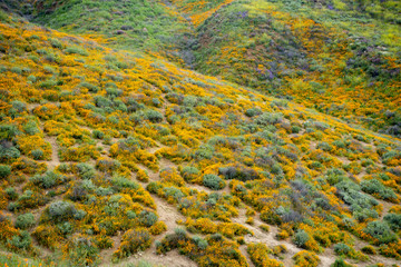 Walker Canyon in Lake Elsinore California, covered in poppies and other wildflowers during a superbloom spring