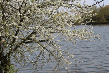  Blooming fruit tree against the background of water