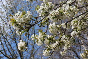 Fruit tree bloomed in white fragrant flowers in spring