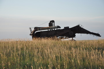 Fototapeta premium Prairie Dinosaur