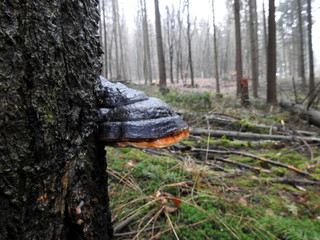 Wald, Landschaft, Pilze