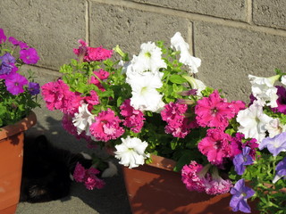 Blooming petunias in pots at the wall of the house
