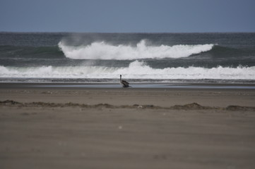 Pelican Near Waves