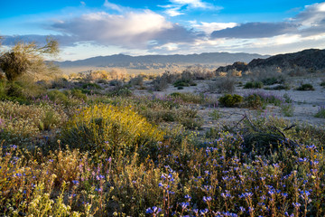 Wildflowers in Joshua Tree National Park at sunset