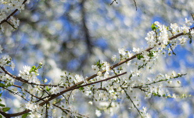 blooming plum tree