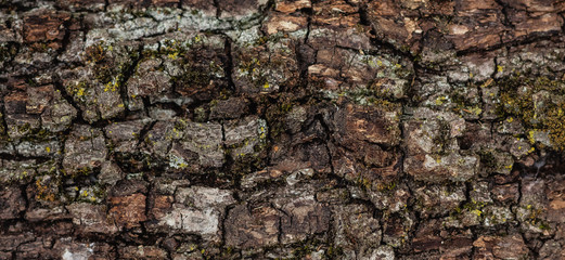 close up of a wooden texture