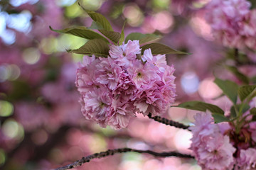 pink sakura blooming in the garden