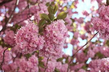 pink sakura blooming in the garden
