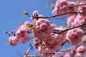 pink sakura blooming in the garden