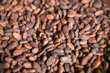 Raw Kopi Luwak coffee beans on coffee farm