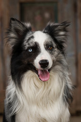 Border collie dog with wooden background