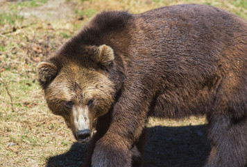 Fototapeta premium Bär im Nationalpark Bayrischer Wald