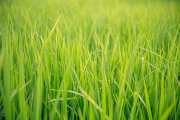 Fototapeta na wymiar Paddy rice field in clear light day