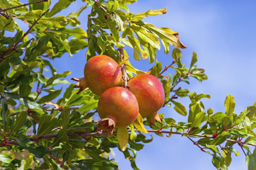 Autumn. Branch of pomegranate tree (Punica granatum) with leaves and ripe fruits against blue sky