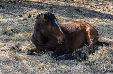One bay horse is resting lying on the spring sunshine.