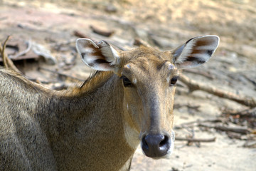 portrait of a deer