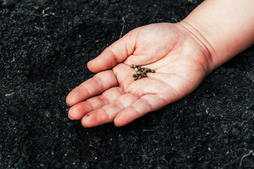 Farmers for seed cannabis seeding