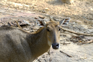  The deer are walking out in the ontdoors.
