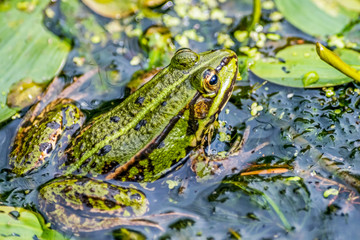 Ein Frosch im Wasser