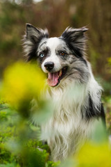Fototapeta premium Border collie dog with mahonia branches