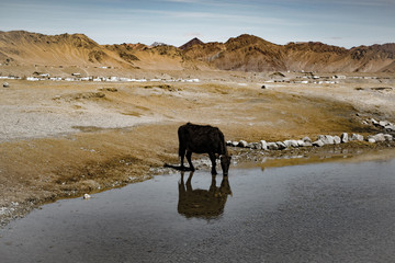 Murghab