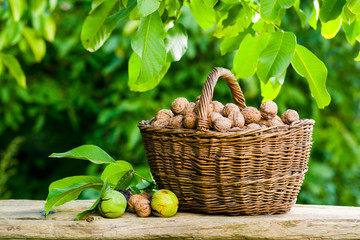 basket of walnuts in the garden near the tree